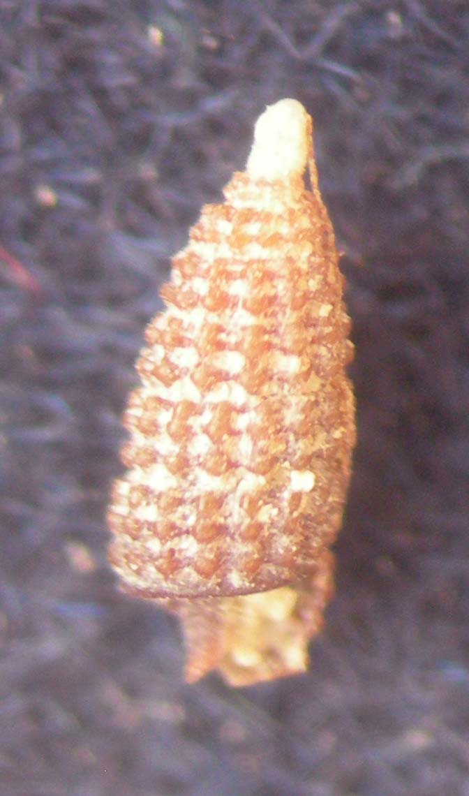 Cerithiopsis micali